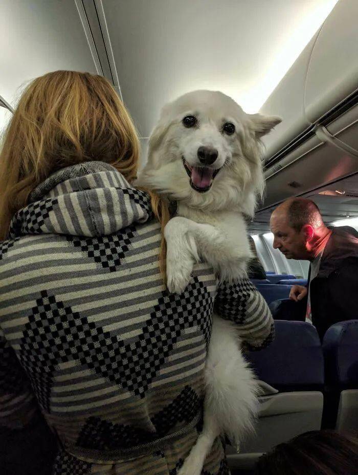 带狗子坐了趟飞机，结果狗秃了
