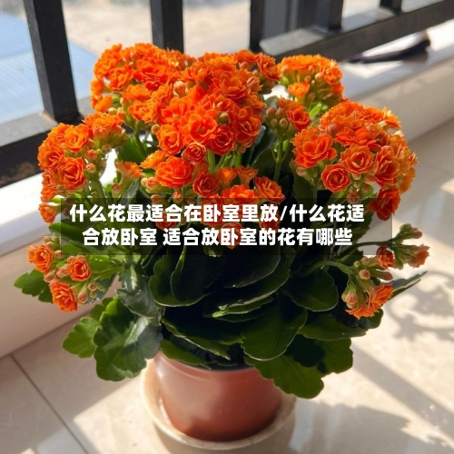 什么花最适合在卧室里放/什么花适合放卧室 适合放卧室的花有哪些