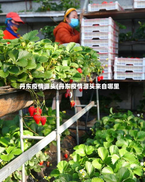 丹东疫情源头(丹东疫情源头来自哪里)-第2张图片